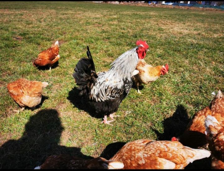 Woidhauserhof Waakirchen Dış mekan fotoğraf